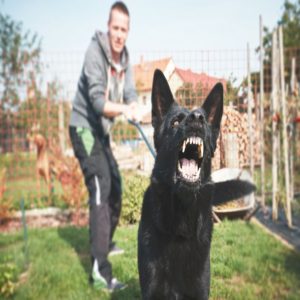 dog bite injury attorney