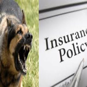 Dog Bite Insurance